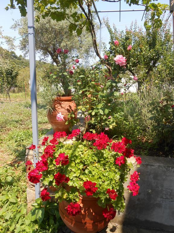 Dafnes Hotel Skopelos Eksteriør billede